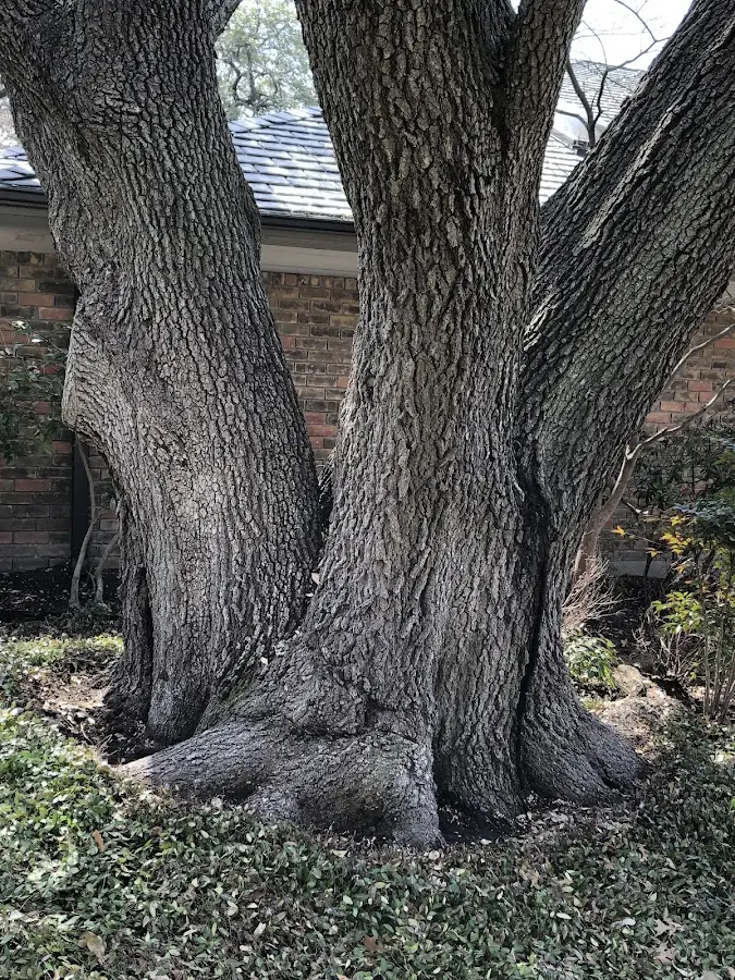 Mature heritage tree close to a Tigerton property cared for by certified arborists